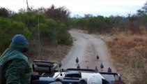 Leopardo sorprende a turistas de safari con un salto tremendo