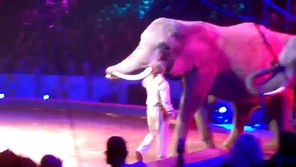 Festival International du cirque