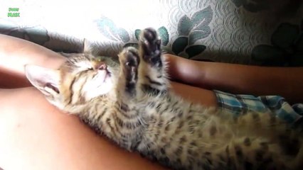 Funny Cats Sleeping in Weird Positions Compilation