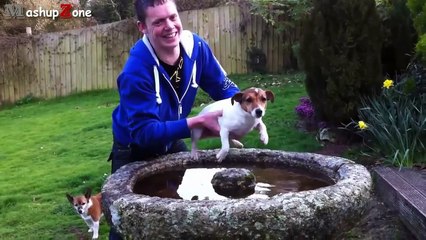 Cute Dogs Air Swimming - Funny Dog Videos Compilation 2015
