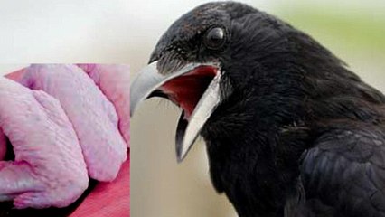食糧難に向け、カラス肉を普及させる！ 肉から異常な臭気が？ヤバすぎる！ Crow meat smell
