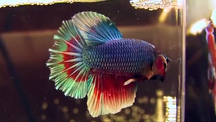 ---The International Betta Competition - magnificent fighting fish on show