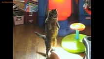 FUNNY VIDEOS- Funny Cats - Funny Animals - Cat Funny Videos - Smart Cats