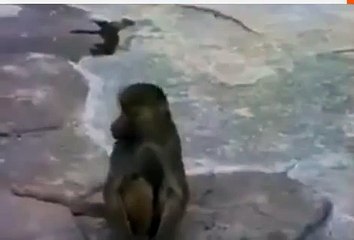 pity the fate of apes alone