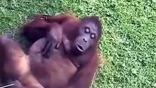 super funny gorilas