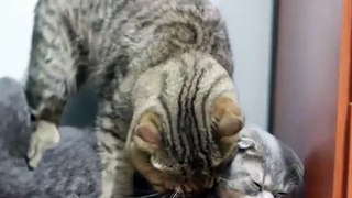 pet cat was lethargic