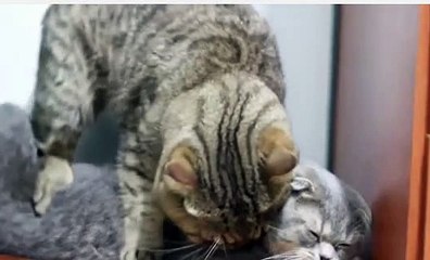 pet cat was lethargic
