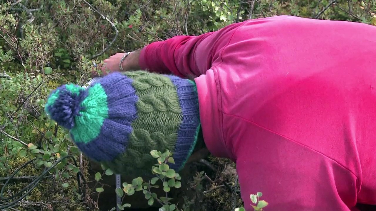 Tauender permafrostboden - eine klimazeitbombe