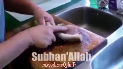 Subhan-Allah Allah ka Muajza Dekhy (Allah Ki Qudrat)