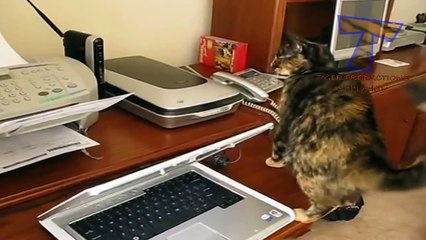 Cats vs printers - Funny and cute cat compilation
