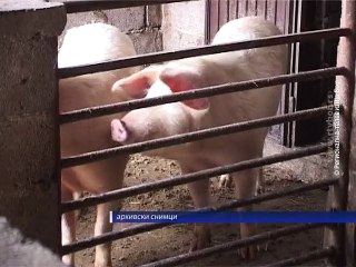 Otkup svinja  za robne rezerve, 03. decembar 2015. (RTV Bor)