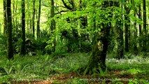 A short 20min.Meditation in Nature-Soothing Sounds of Birdsong-Birds Singing-Relaxation