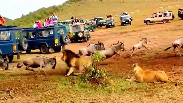 Un lion vole la vedette à une lionne lors d'une partie de chasse