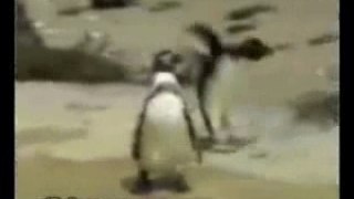 Hardcore  pingoin 2