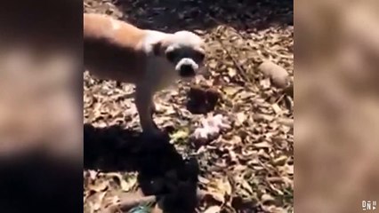 Une maman chihuahua creuse une tombe pour enterrer son bébé