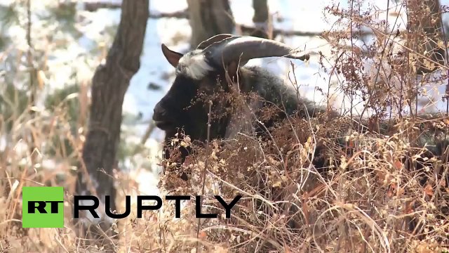 Russia- Goat off the menu as TIGER strikes up unlikely friendship with its meal