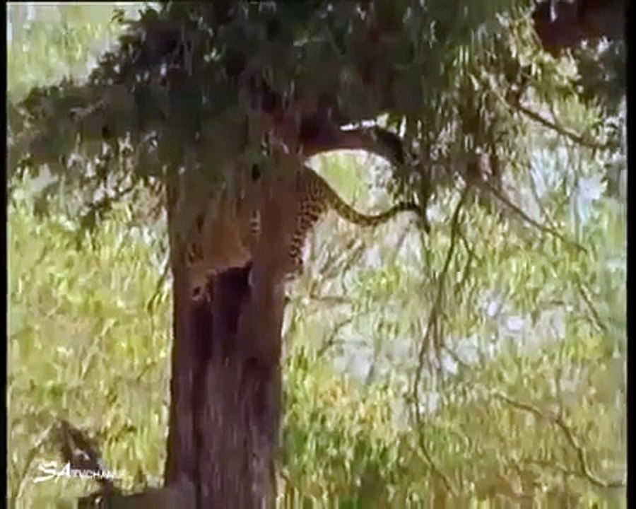 Lion attack jaguar