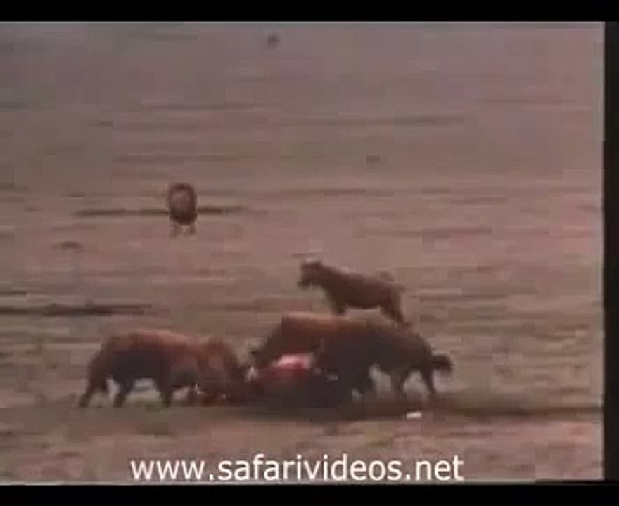Lion Attack to Hyena and Other Lions Safari Videos