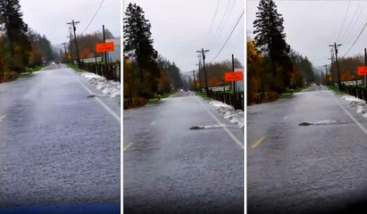 Somon Balıkları Asfalt Yolda Yüzdü