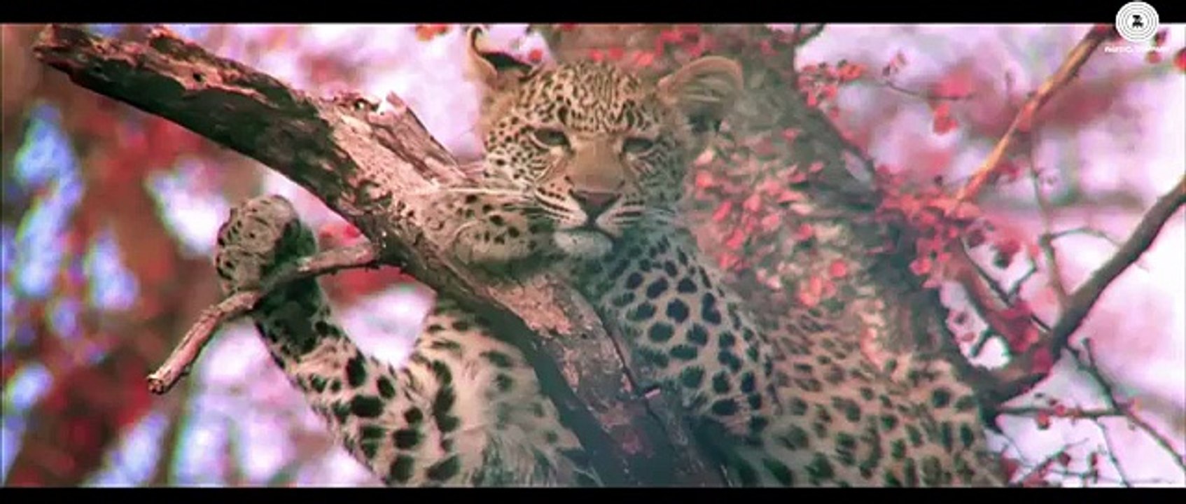 Samsara - Ricky Kej Featuring Amitabh Bachchan, Shankar Mahadevan, Ani Choying, Soweto Gospel Choir