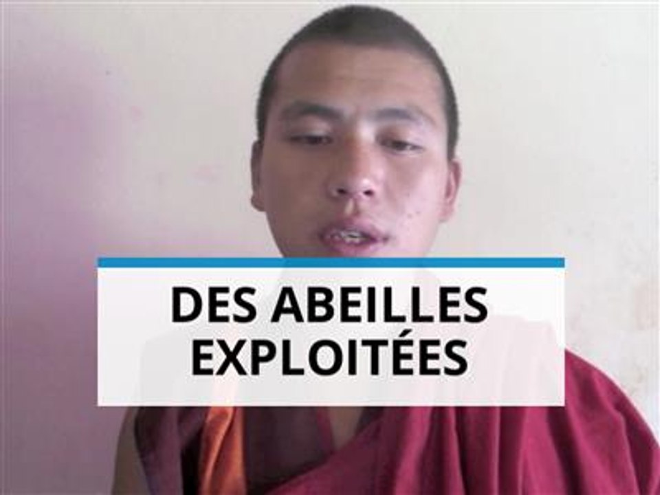 Manger du miel ? Pour les bouddhistes, c'est un péché !