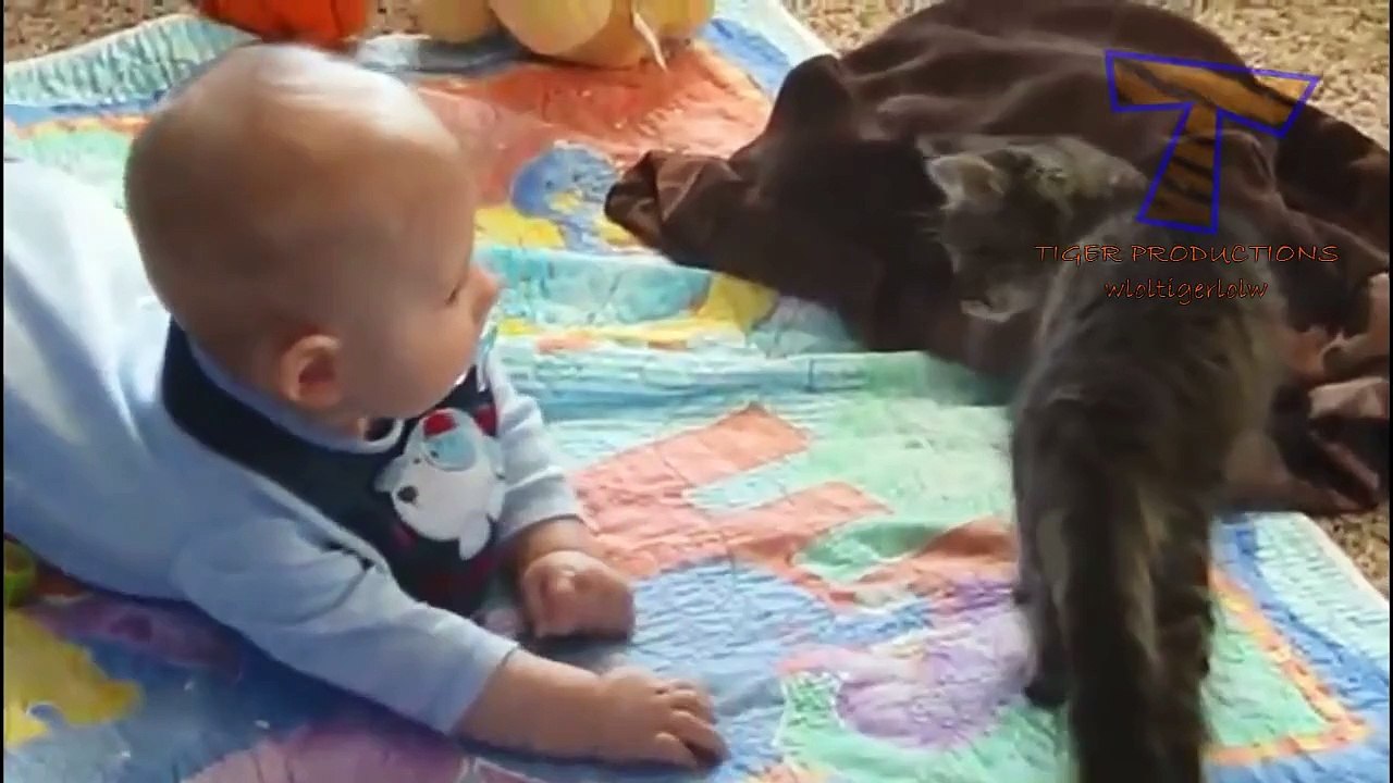 Funny and cute animal compilation 2016