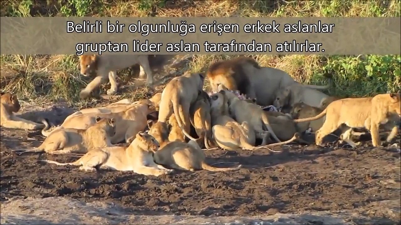 Aslanları Aslan Yapan 10 İlginç Özellikleri