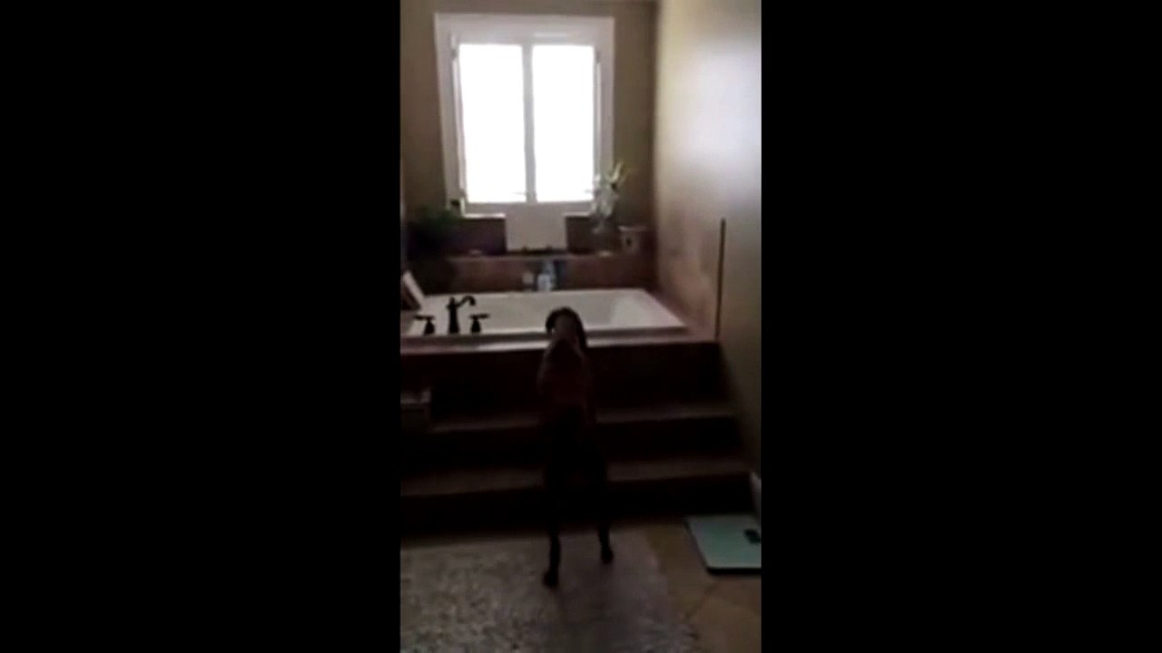 Ce chien coupable essai de fuir discrètement en marche arrière... Trop marrant