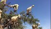 Ces chèvres vivent dans les arbres... DIngue
