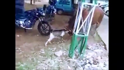 musica com os animais