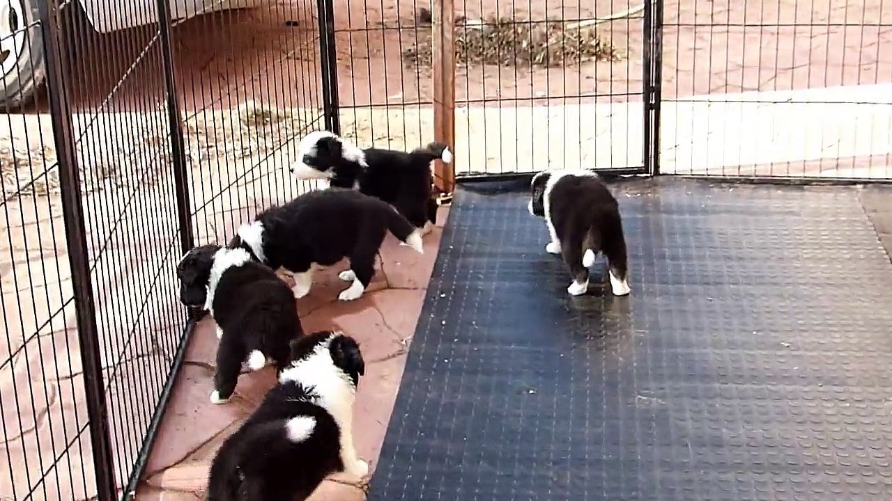 Guinda & Sally Diciembre 2015 - Primera salida al jardin.