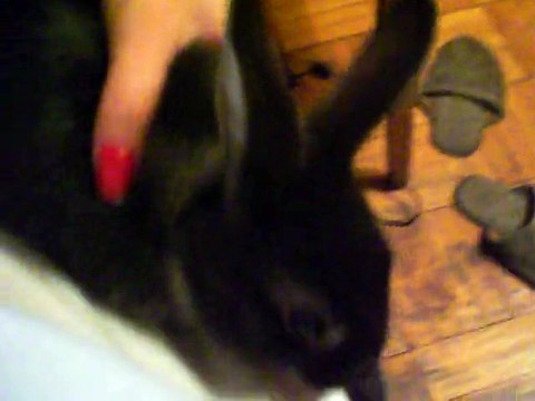 Смешные животные (Забавный кролик Коля)