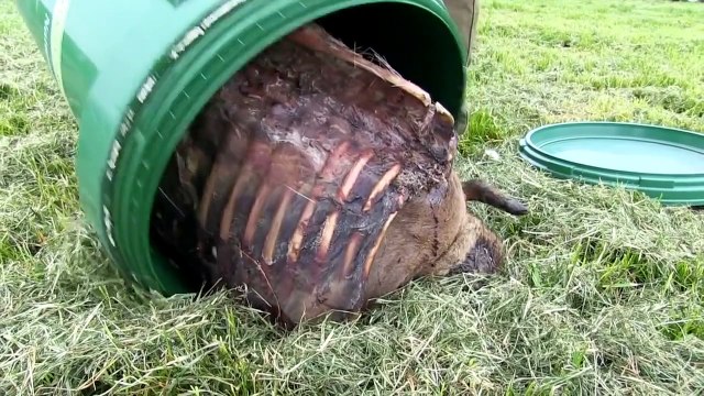 The Shooting Show foxing in the lap of luxury and Sauer 101 tested