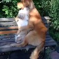 Two dogs in love, hugged sitting in the park