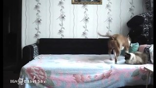 WHEN THE DOG STAYS AT HOME ALONE - Пока никто не видит