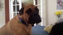Cute Bullmastiff has to be LIFTED onto the bed, wont stop talking until he is!