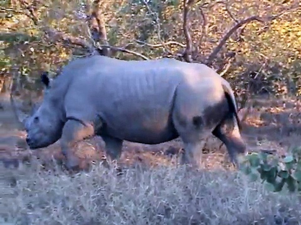 Safari Game Drives 6 & 7, Kapama Reserve, South Africa