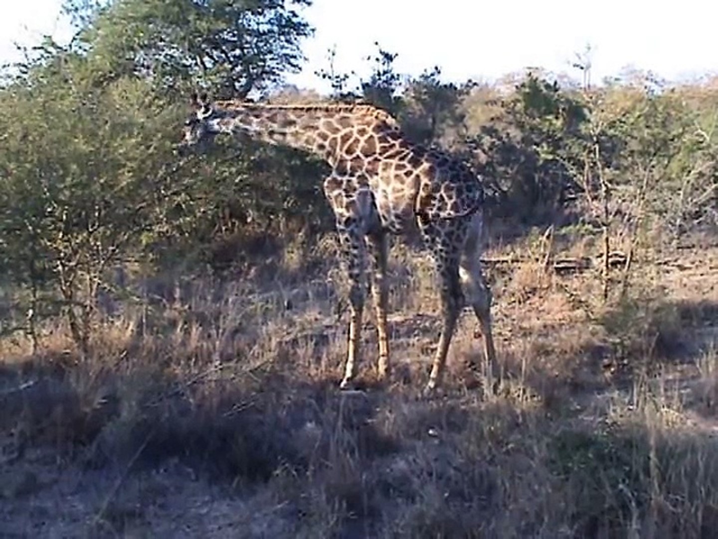 Safari Game Drive 4:  Rhino, Hippo, Giraffe, Lions, Leopard, Kapama Game Reserve, South Africa