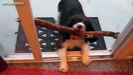 Funny and cute dog fails compilation 2014 - Dogs with sticks version