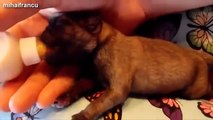 Cute Kittens And Puppies Bottle Feeding Compilation 2014 [NEW]