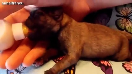 Cute Kittens And Puppies Bottle Feeding Compilation 2014 [NEW]