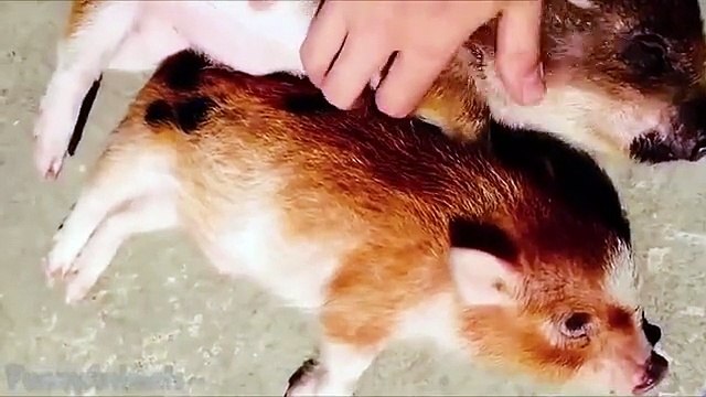 Cute Micro Pig - A Cute Mini Pig Videos Compilation 2015