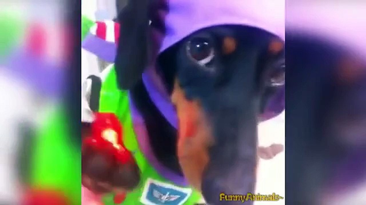 Cute Puppies Dogs Vines 2015 Dog Vine Videos 2015 720p HD