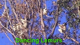 Dancing Lemurs, Berenty Reserve, Madagascar