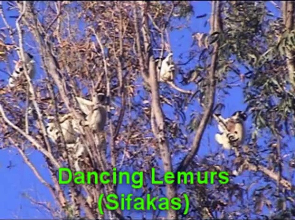 Dancing Lemurs, Berenty Reserve, Madagascar