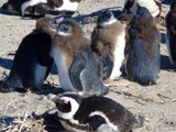 African Penguins, Boulders Beach, South Africa