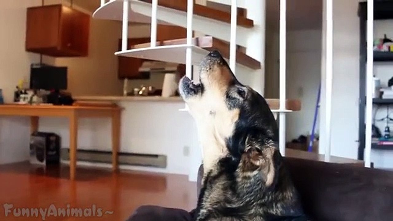 Funny Dogs Barking - A Funny Dog Barking Videos Compilation 2015