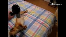 Dogs and cats hate hair dryers Funny animal compilation