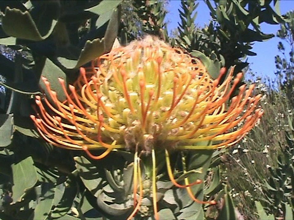 Kirstenbosch Gardens, Cape Town, South Africa