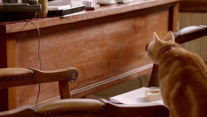 Bi Acayip Kedi Sezai